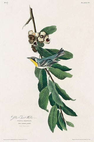 Yellow Throated Warbler Black Ornate Wood Framed Art Print with Double Matting by Audubon, John James