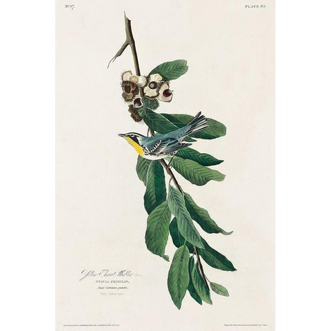 Yellow Throated Warbler Gold Ornate Wood Framed Art Print with Double Matting by Audubon, John James