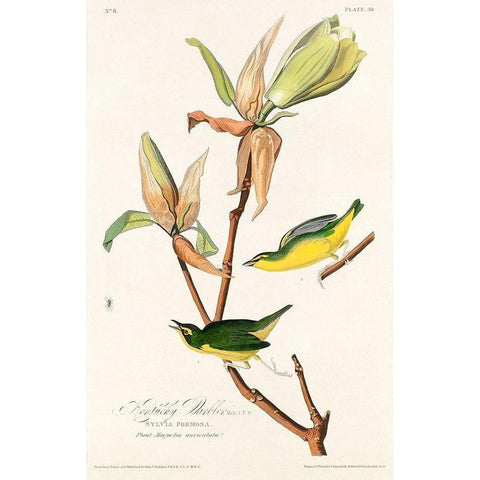 Kentucky Warbler Gold Ornate Wood Framed Art Print with Double Matting by Audubon, John James