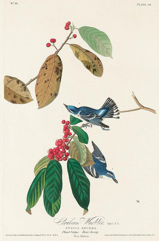 Azure Warbler Black Ornate Wood Framed Art Print with Double Matting by Audubon, John James