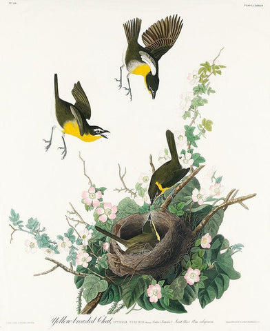 Yellow-breasted Chat White Modern Wood Framed Art Print with Double Matting by Audubon, John James