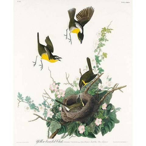 Yellow-breasted Chat Gold Ornate Wood Framed Art Print with Double Matting by Audubon, John James