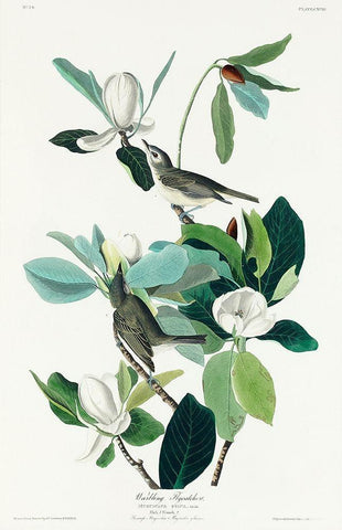 Warbling Flycatcher Black Ornate Wood Framed Art Print with Double Matting by Audubon, John James