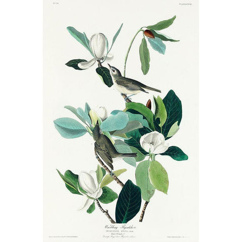 Warbling Flycatcher Black Modern Wood Framed Art Print with Double Matting by Audubon, John James