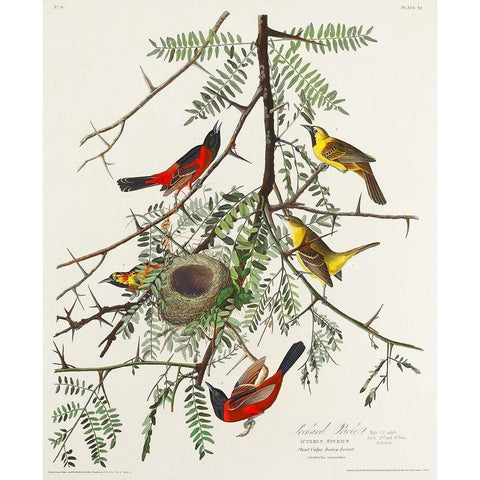 Orchard Oriole Black Modern Wood Framed Art Print with Double Matting by Audubon, John James