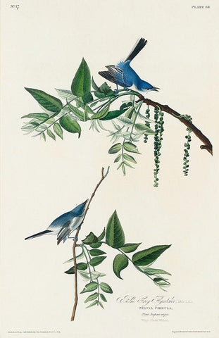 Blue-Grey Fly-catcher White Modern Wood Framed Art Print with Double Matting by Audubon, John James