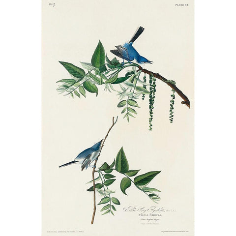 Blue-Grey Fly-catcher Black Modern Wood Framed Art Print with Double Matting by Audubon, John James