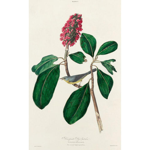 Bonapartes Flycatcher White Modern Wood Framed Art Print by Audubon, John James