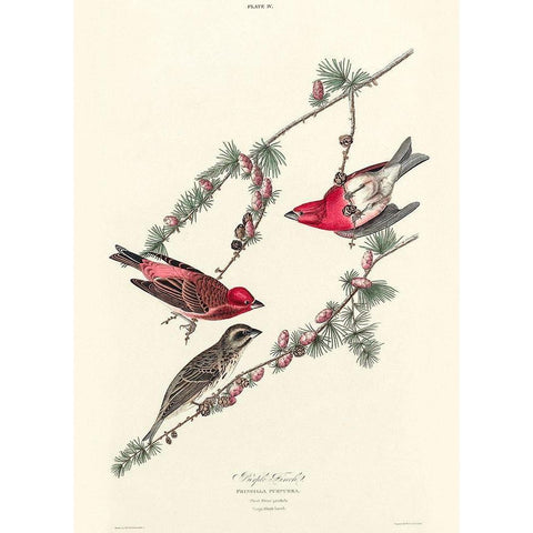 Purple Finch Black Modern Wood Framed Art Print with Double Matting by Audubon, John James