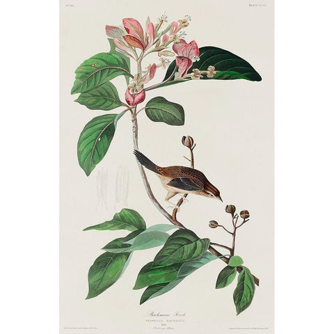 Bachmans Finch Black Modern Wood Framed Art Print with Double Matting by Audubon, John James