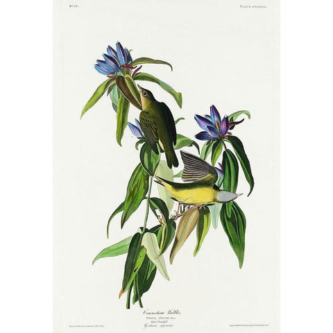 Connecticut Warbler Gold Ornate Wood Framed Art Print with Double Matting by Audubon, John James