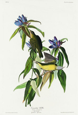 Connecticut Warbler White Modern Wood Framed Art Print with Double Matting by Audubon, John James