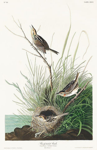 Sharp-tailed Finch White Modern Wood Framed Art Print with Double Matting by Audubon, John James