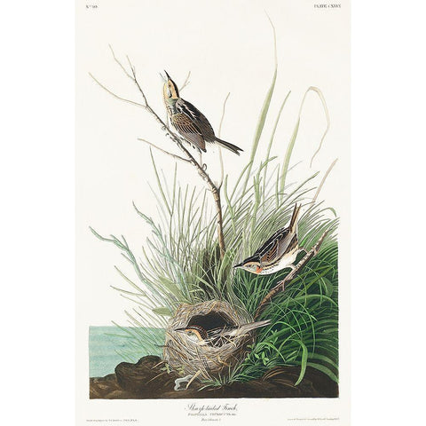 Sharp-tailed Finch Gold Ornate Wood Framed Art Print with Double Matting by Audubon, John James