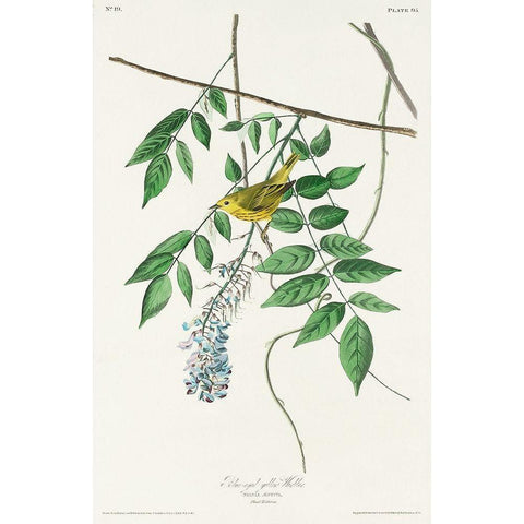 Blue-eyed yellow Warbler White Modern Wood Framed Art Print by Audubon, John James