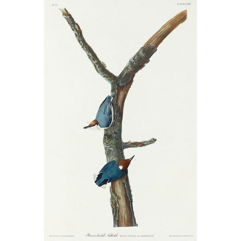 Brown-headed Nuthatch White Modern Wood Framed Art Print by Audubon, John James