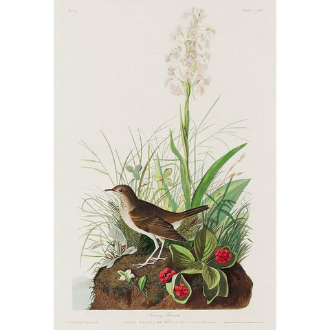 Tawny Thrush White Modern Wood Framed Art Print by Audubon, John James