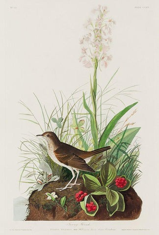 Tawny Thrush Black Ornate Wood Framed Art Print with Double Matting by Audubon, John James