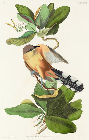 Mangrove Cuckoo Black Ornate Wood Framed Art Print with Double Matting by Audubon, John James