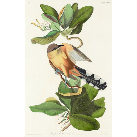 Mangrove Cuckoo White Modern Wood Framed Art Print by Audubon, John James