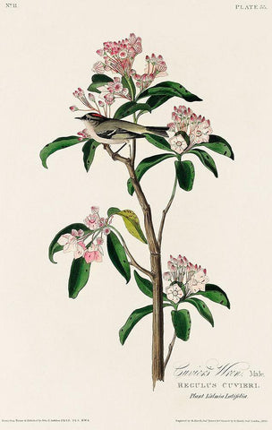 Cuviers Kinglet White Modern Wood Framed Art Print with Double Matting by Audubon, John James