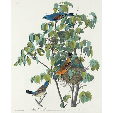 Blue Grosbeak Black Modern Wood Framed Art Print with Double Matting by Audubon, John James