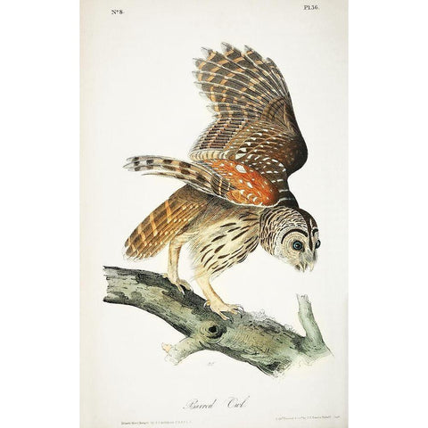 Barred Owl White Modern Wood Framed Art Print by Audubon, John James