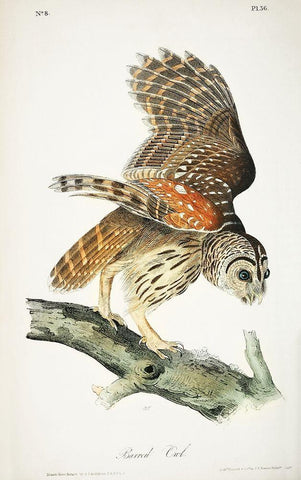 Barred Owl White Modern Wood Framed Art Print with Double Matting by Audubon, John James