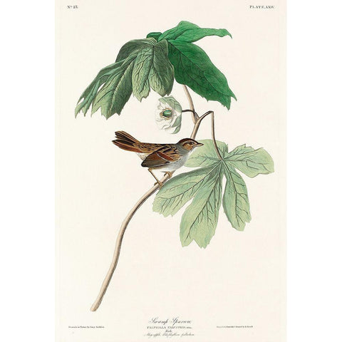 Swamp Sparrow Black Modern Wood Framed Art Print with Double Matting by Audubon, John James