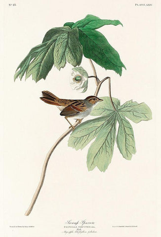 Swamp Sparrow White Modern Wood Framed Art Print with Double Matting by Audubon, John James