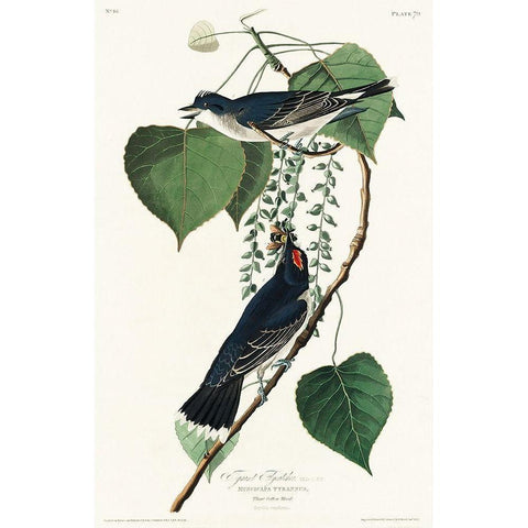 Tyrant Fly-catcher Black Modern Wood Framed Art Print with Double Matting by Audubon, John James