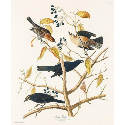 Rusty Grakle Gold Ornate Wood Framed Art Print with Double Matting by Audubon, John James