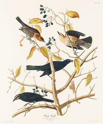 Rusty Grakle White Modern Wood Framed Art Print with Double Matting by Audubon, John James