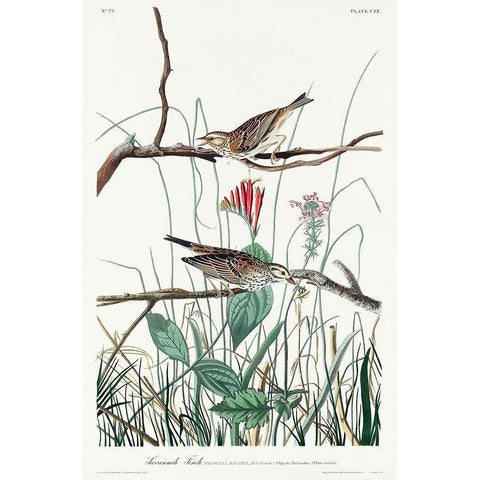 Savannah Finch White Modern Wood Framed Art Print by Audubon, John James