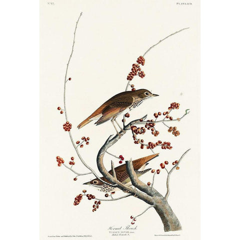 Hermit Thrush Black Modern Wood Framed Art Print with Double Matting by Audubon, John James