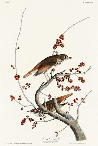 Hermit Thrush White Modern Wood Framed Art Print with Double Matting by Audubon, John James