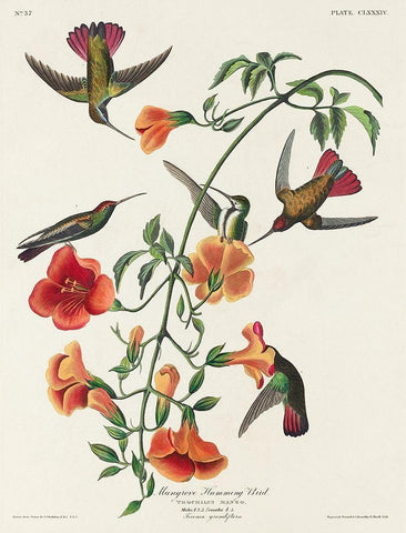 Mango Hummingbird Black Ornate Wood Framed Art Print with Double Matting by Audubon, John James