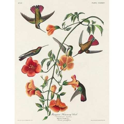 Mango Hummingbird Black Modern Wood Framed Art Print with Double Matting by Audubon, John James