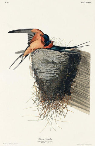 Barn Swallow Black Ornate Wood Framed Art Print with Double Matting by Audubon, John James