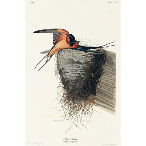 Barn Swallow Gold Ornate Wood Framed Art Print with Double Matting by Audubon, John James