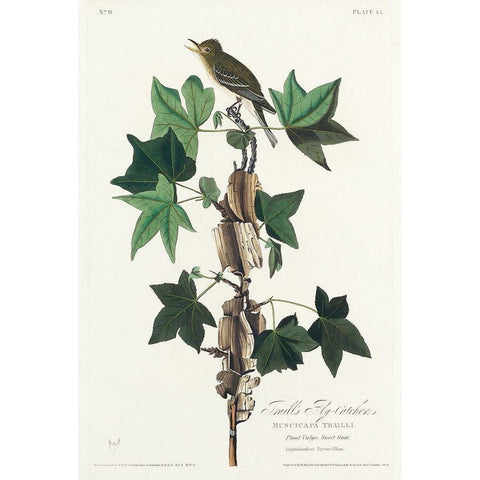 Traills Flycatcher White Modern Wood Framed Art Print by Audubon, John James