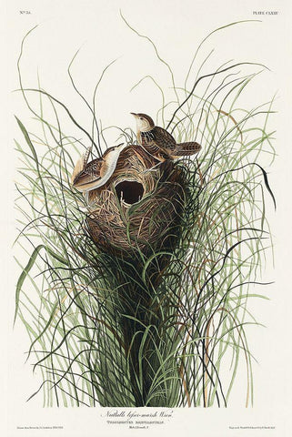 Nuttalls lesser-marsh Wren Black Ornate Wood Framed Art Print with Double Matting by Audubon, John James