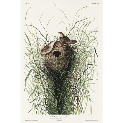 Nuttalls lesser-marsh Wren White Modern Wood Framed Art Print by Audubon, John James