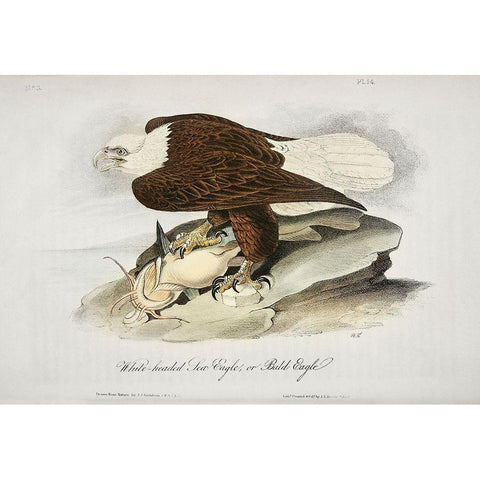 White Headed Sea Eagle or Bald Eagle Gold Ornate Wood Framed Art Print with Double Matting by Audubon, John James