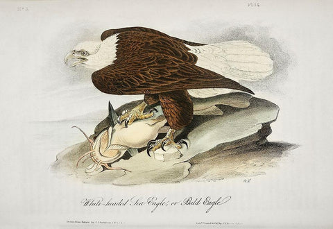 White Headed Sea Eagle or Bald Eagle Black Ornate Wood Framed Art Print with Double Matting by Audubon, John James