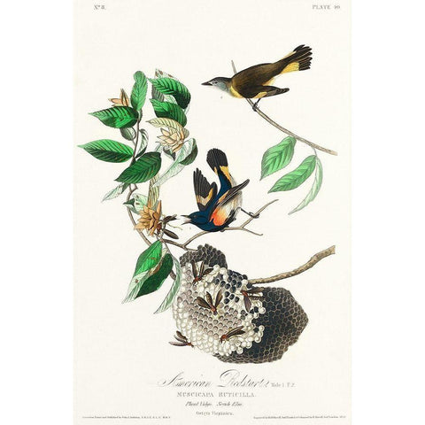 American Redstart White Modern Wood Framed Art Print by Audubon, John James