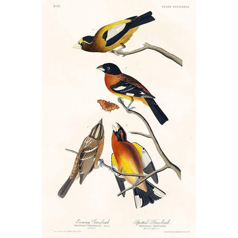 Evening Grosbeak and Spotted Grosbeak White Modern Wood Framed Art Print by Audubon, John James