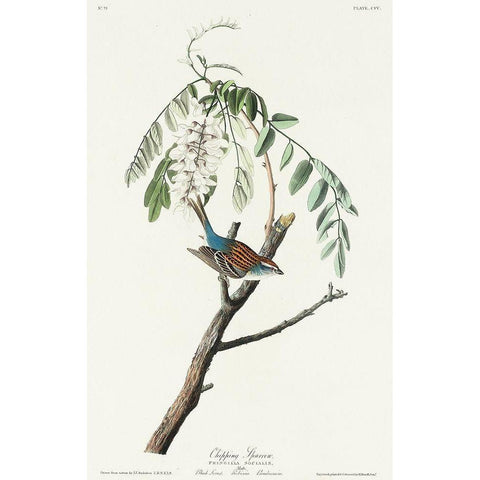 Chipping Sparrow Black Modern Wood Framed Art Print with Double Matting by Audubon, John James