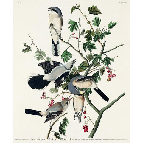 Great cinereous Shrike, or Butcher Bird Black Modern Wood Framed Art Print with Double Matting by Audubon, John James