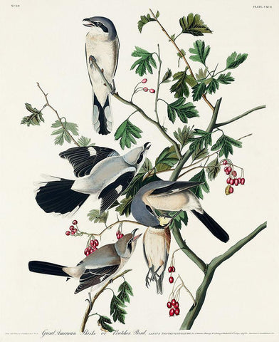 Great cinereous Shrike, or Butcher Bird Black Ornate Wood Framed Art Print with Double Matting by Audubon, John James